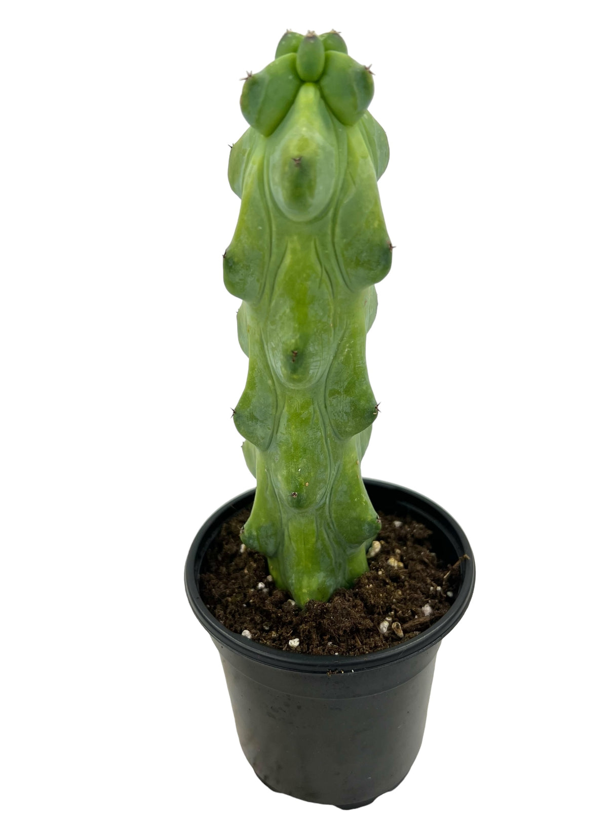 4" Boobie cactus (Myrtillocactus geometrizans 'Fukurokuryuzinboku')