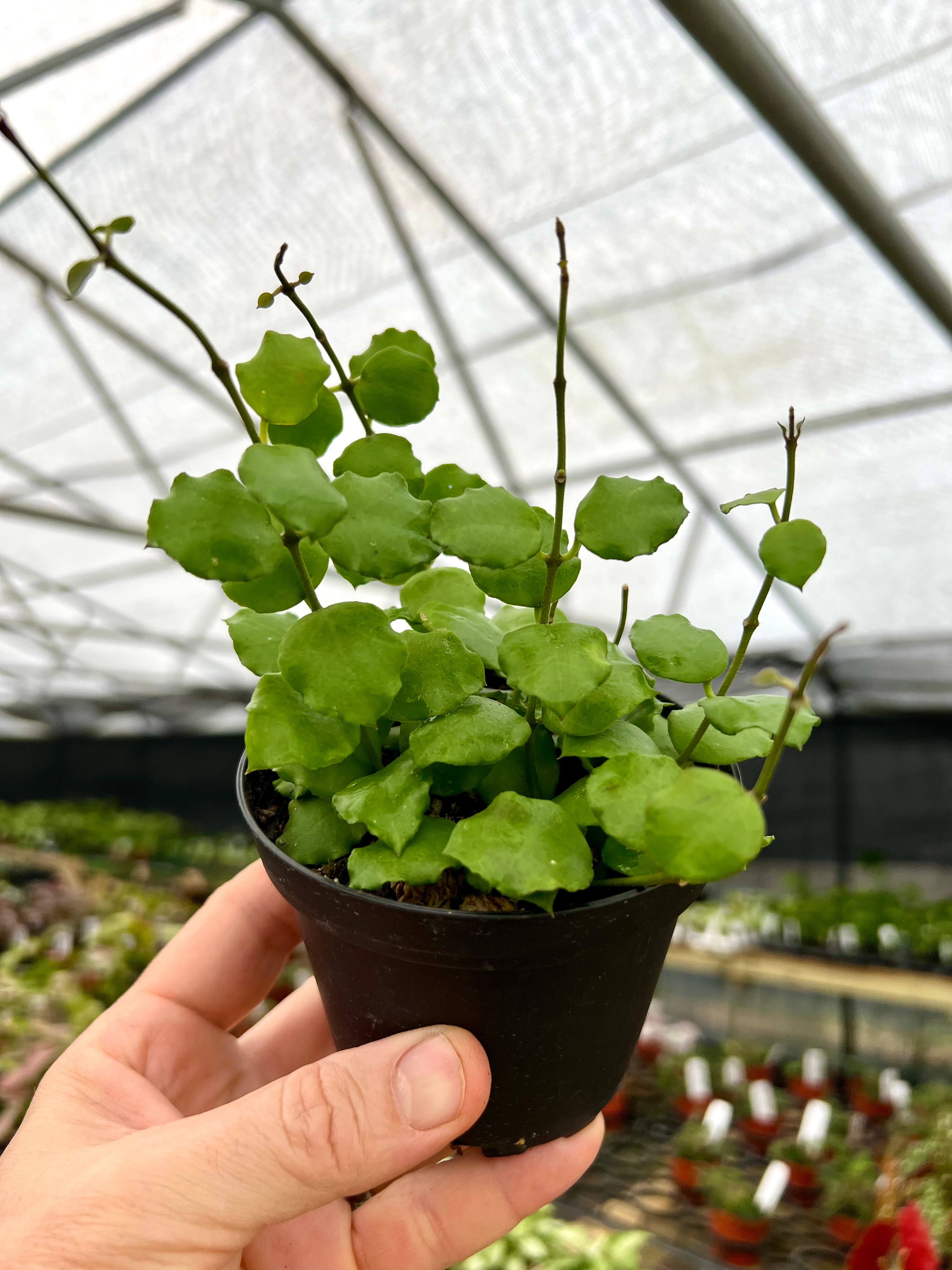 過去最大リリース】チランジア入荷リスト5/1｜NatureGarden🌿神田