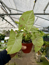 4" Syngonium ‘Milk Confetti’