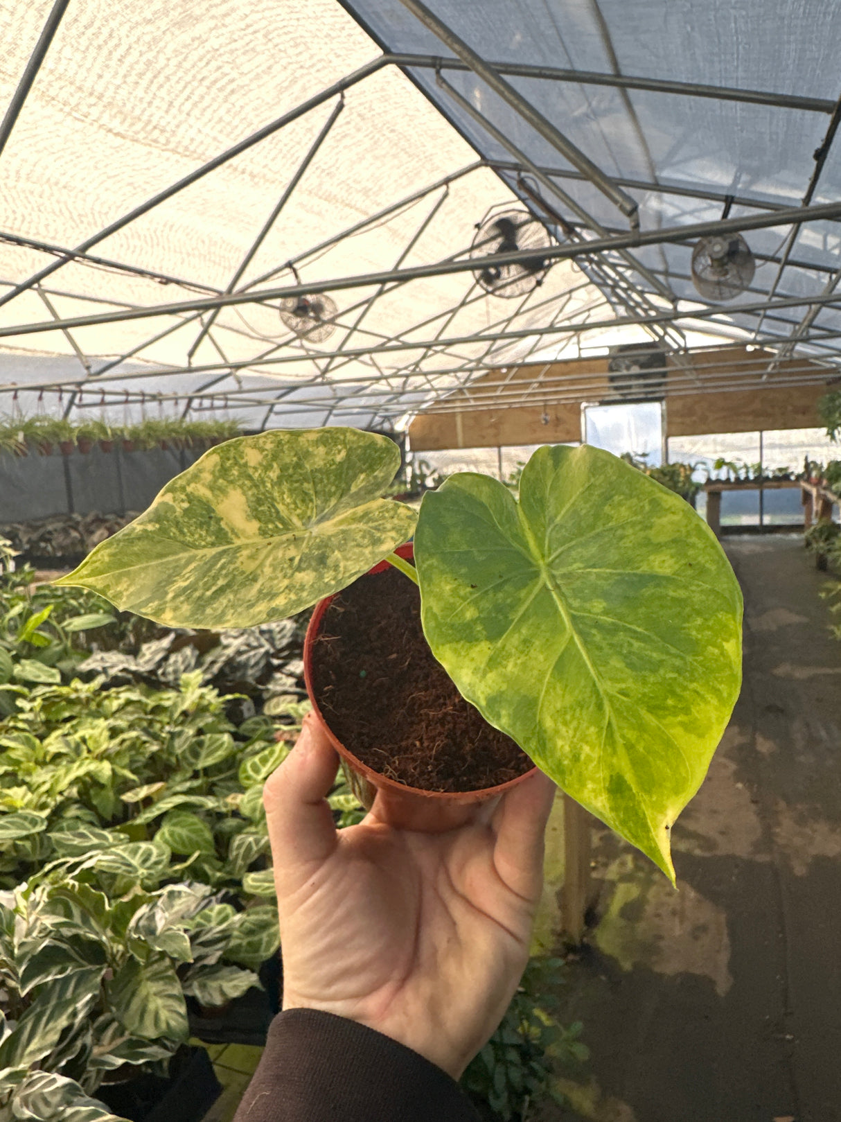 4" Alocasia odora 'Aurea' (variegated)