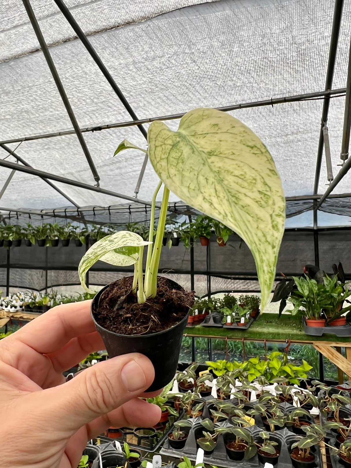2” Monstera Mint