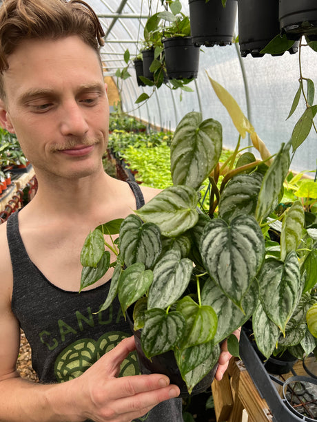 6" Philodendron brandtianum - Canopy Plant Co.