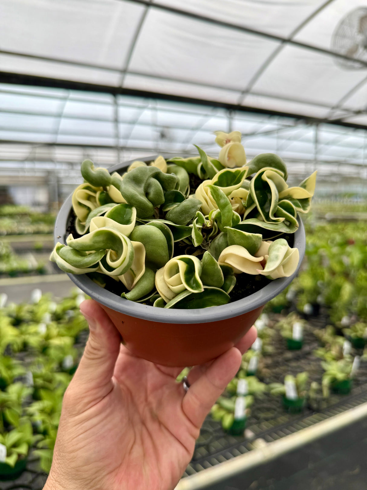 6" Hoya compacta variegated 'Rope'