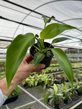 4" Philodendron rugosum