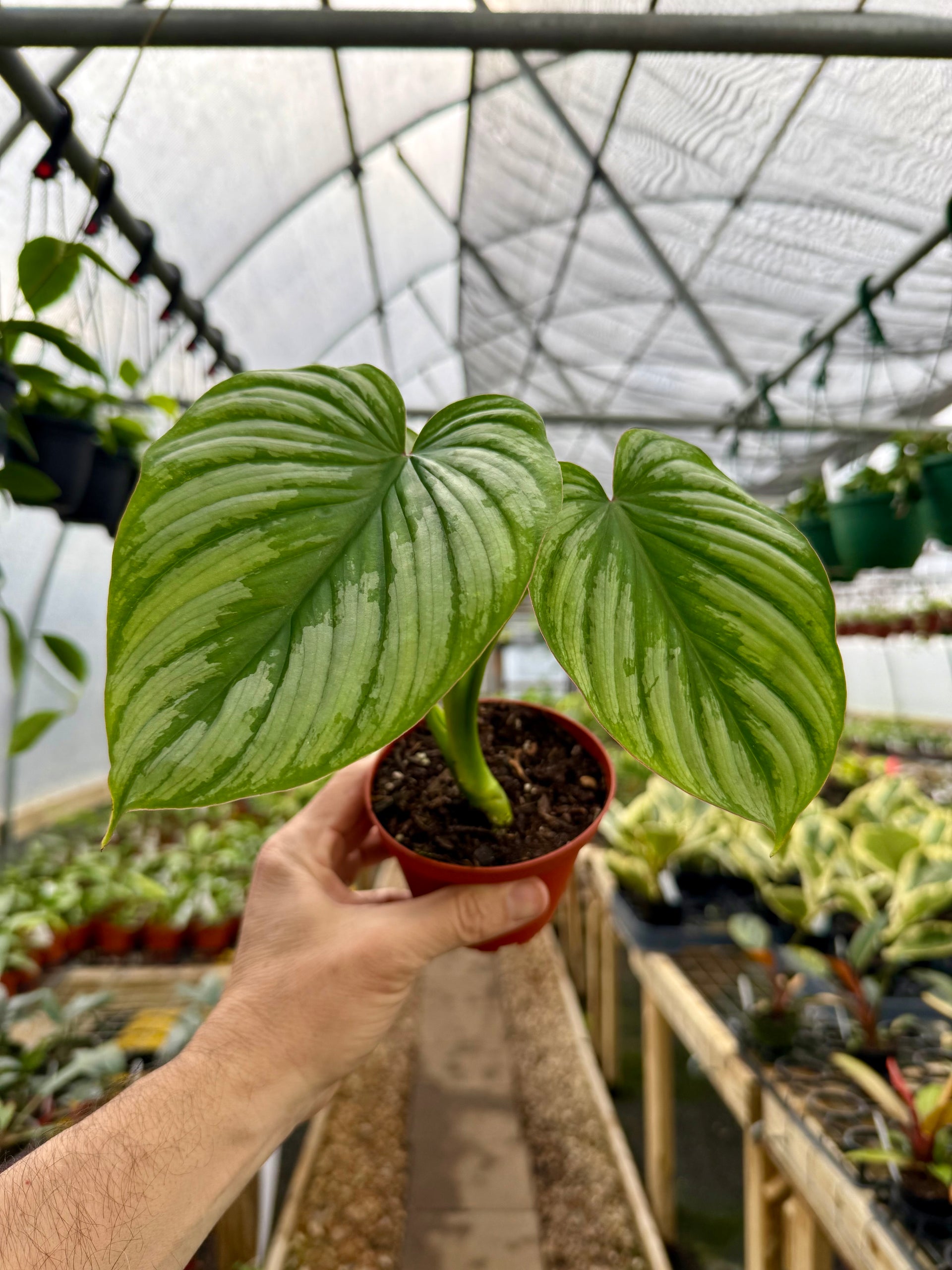 philodendron silver mamei 4” Philodendron mamei silver – Canopy Plant Co