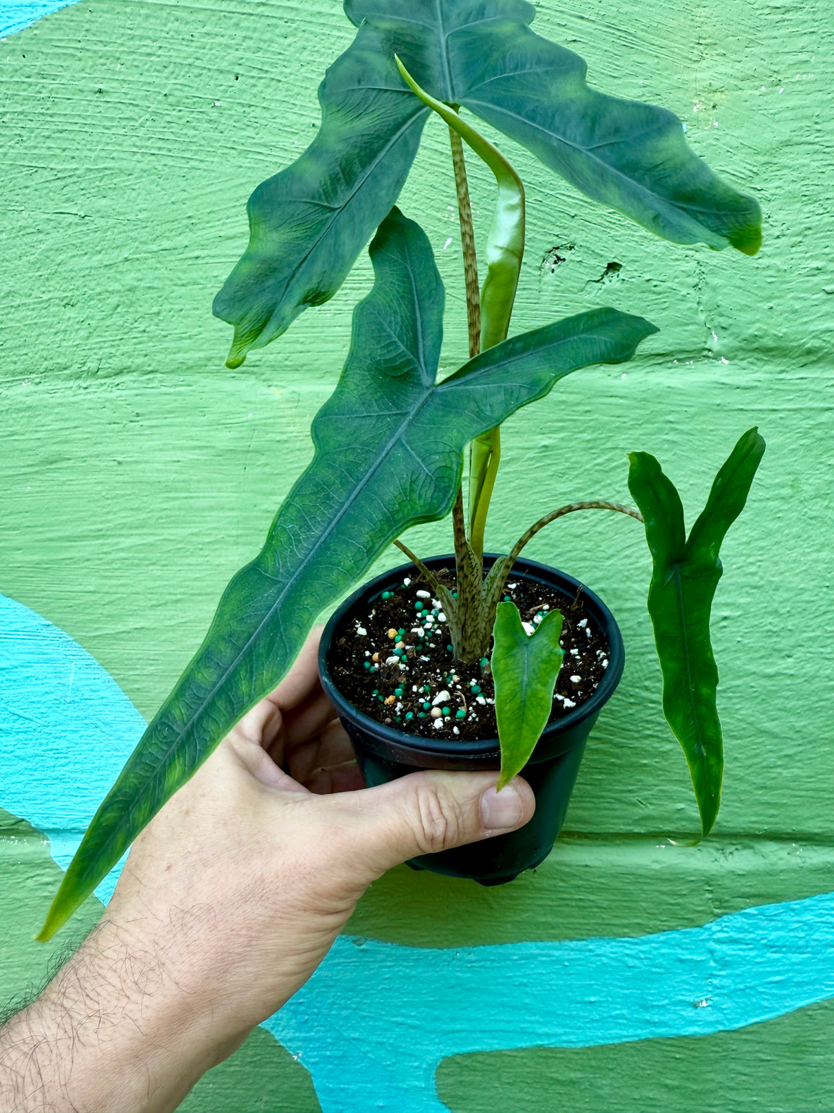 4" Alocasia 'Sabrina'