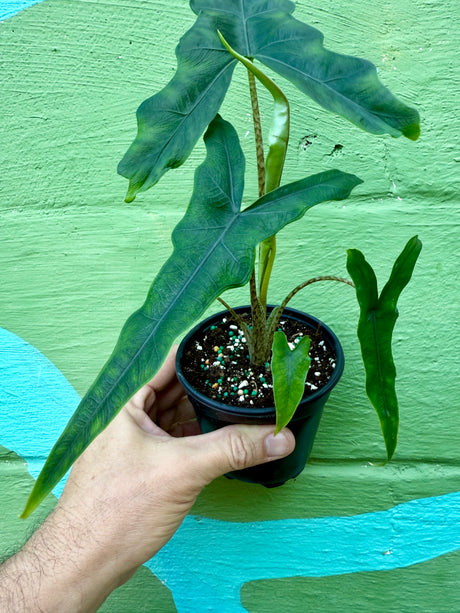 4" Alocasia 'Sabrina'