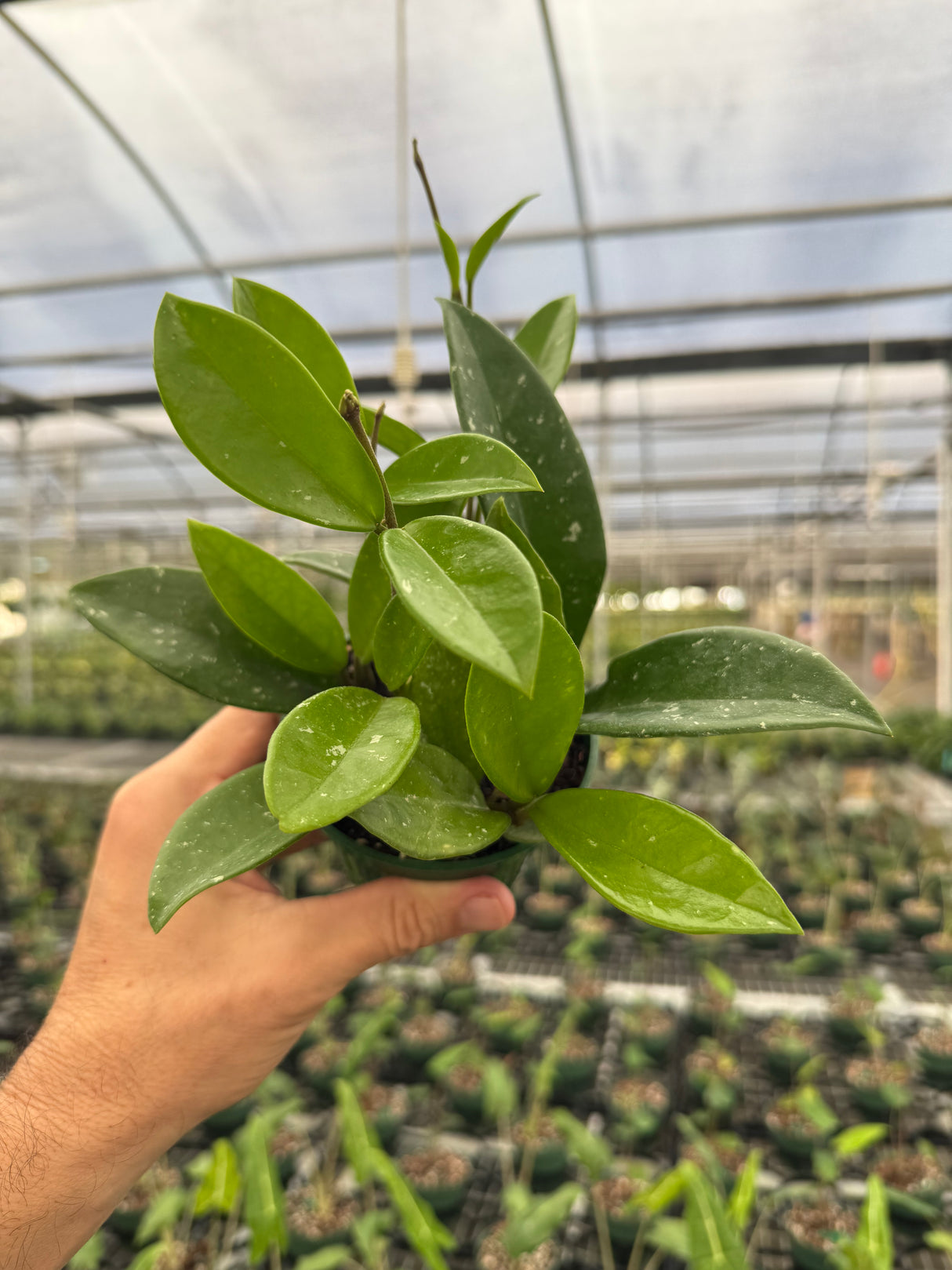 4” Hoya ‘Silver Moon’