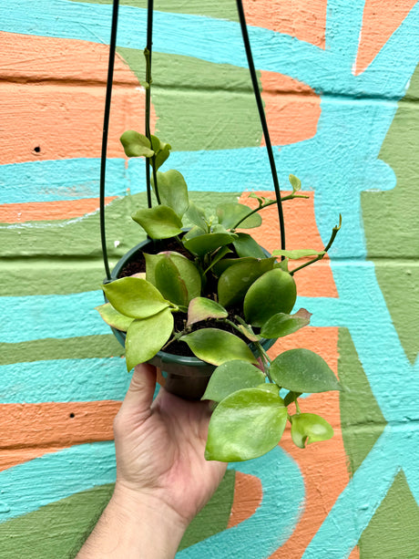 6" Hoya anulata (pseudolittoralis) hanging basket - Canopy Plant Co.