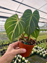 4" Philodendron gloriosum