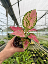 4” Aglaonema 'Diamond Red'