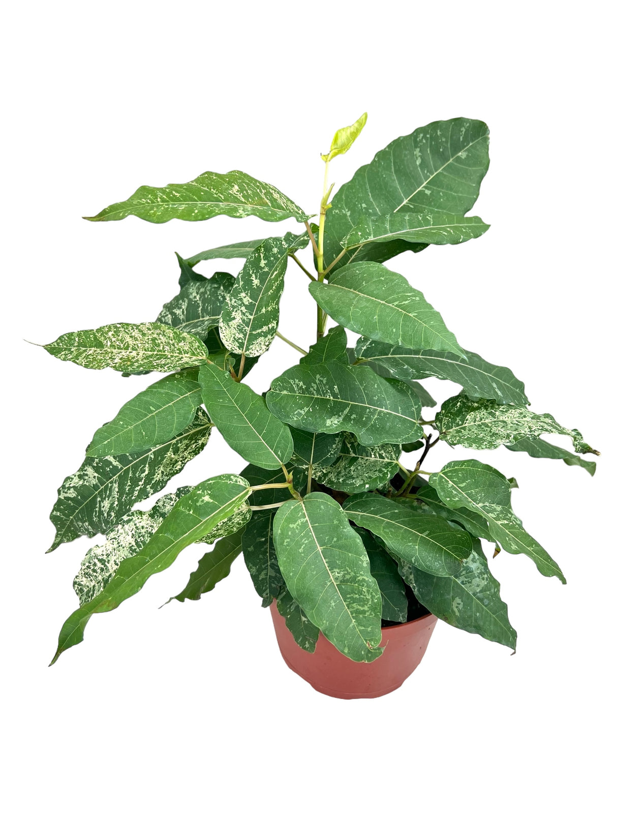 6" Ficus aspera 'Clown Fig' (variegated)