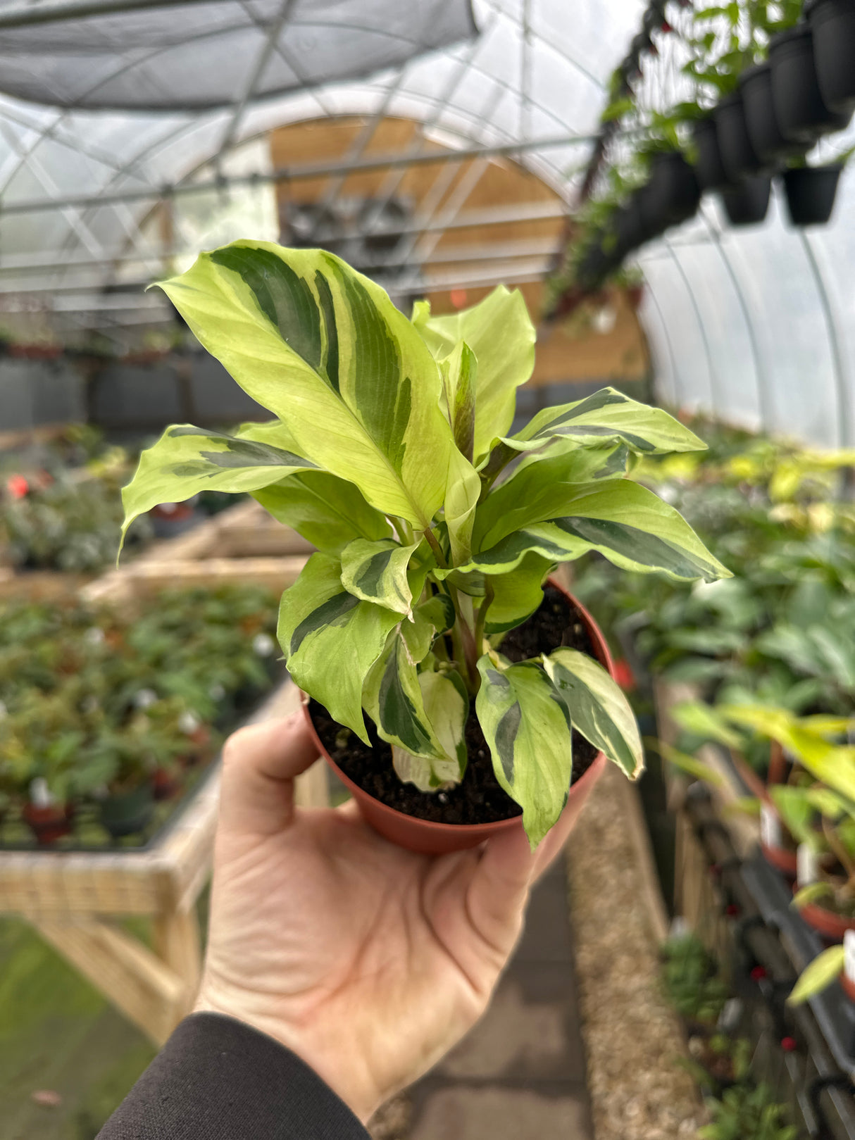 4" Calathea louisae 'Thai Beauty' ('Yellow Fusion')