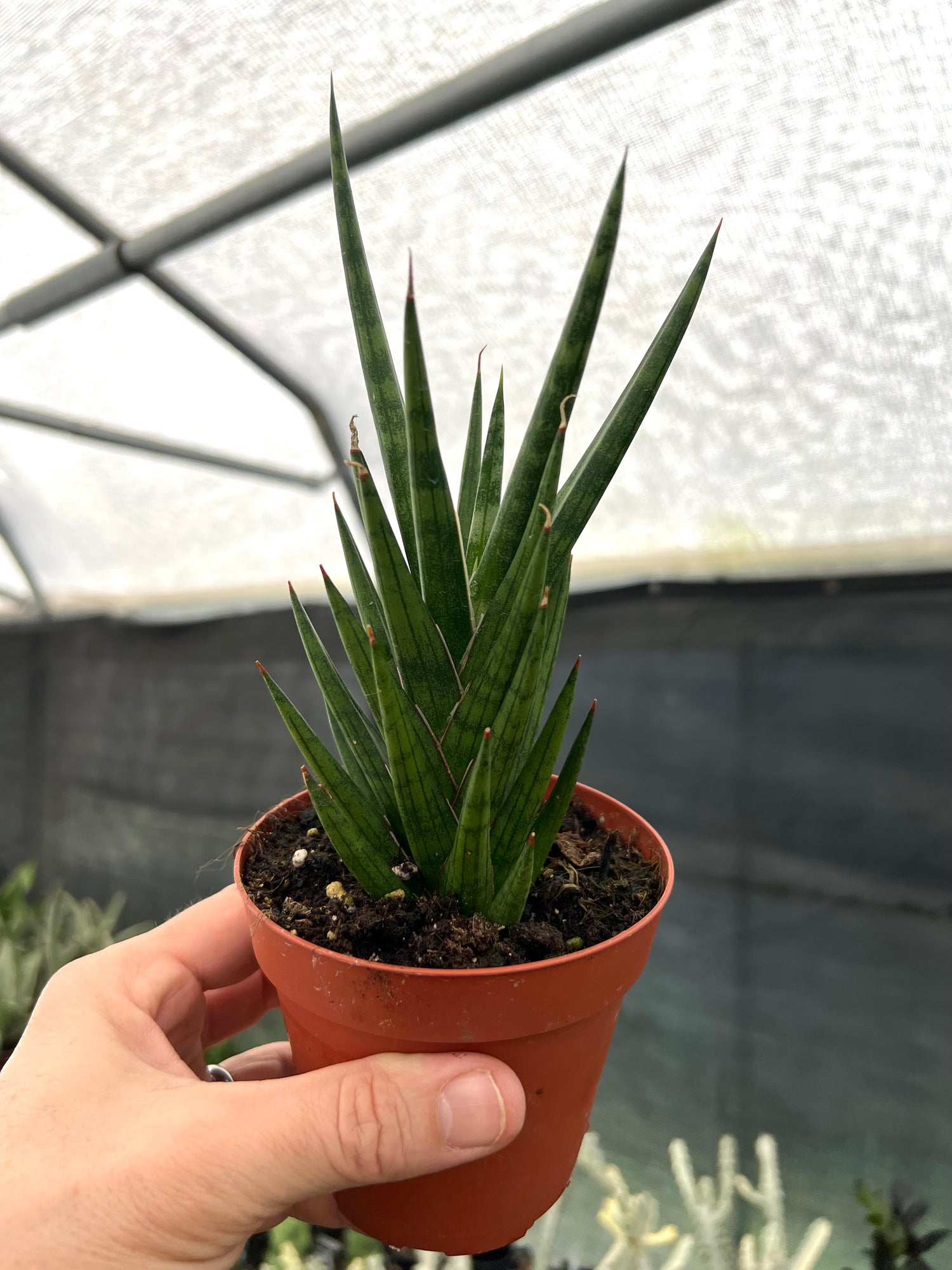aloe sansevieria 4" Sansevieria francisii
