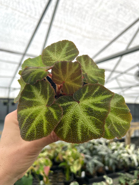 4" Begonia soli-mutata