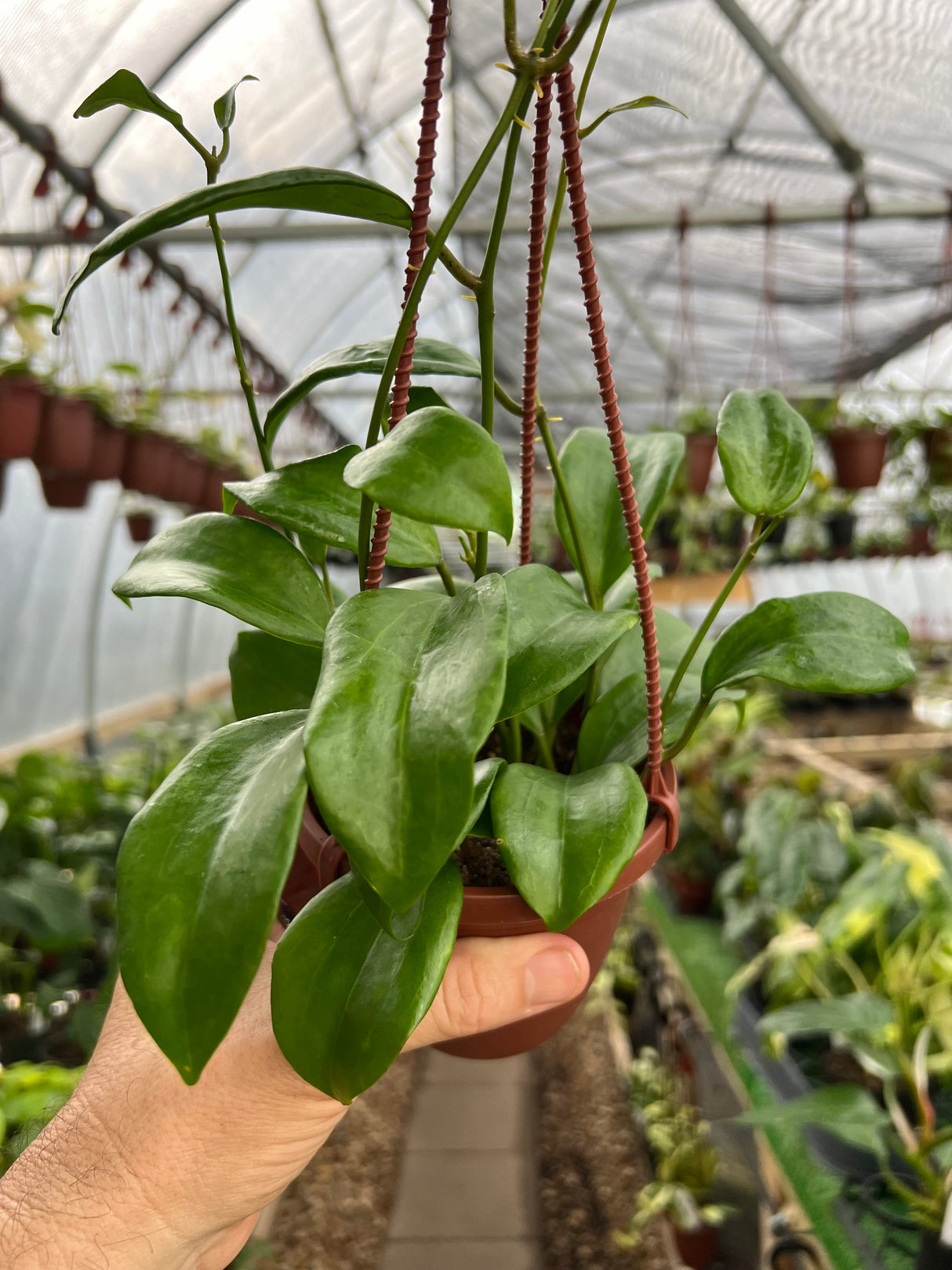 4" Hoya quinquenervia hanging basket