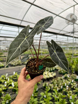 4" Alocasia ‘Dragons Tooth’