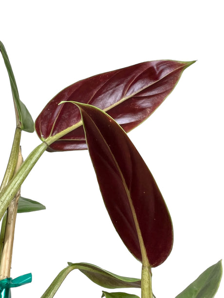 6" Philodendron subhastatum - Canopy Plant Co.