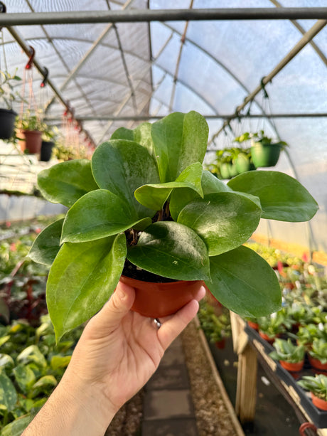 6" Hoya surigaoensis - Canopy Plant Co.