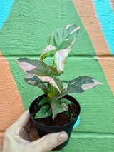 4" Syngonium ‘Pink Splash’ - Canopy Plant Co.