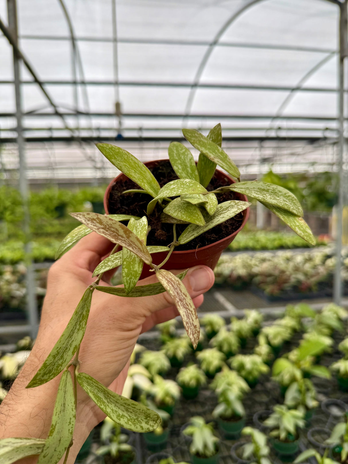 4" Hoya sigillatis