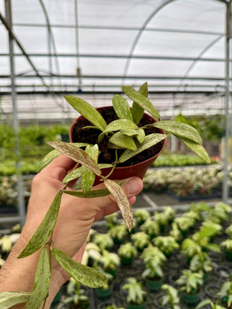4" Hoya sigillatis
