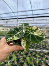 4" Alocasia ‘Black Velvet’ pink variegated