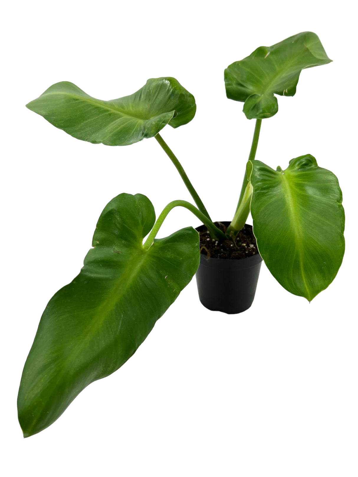 4" Philodendron rugosum