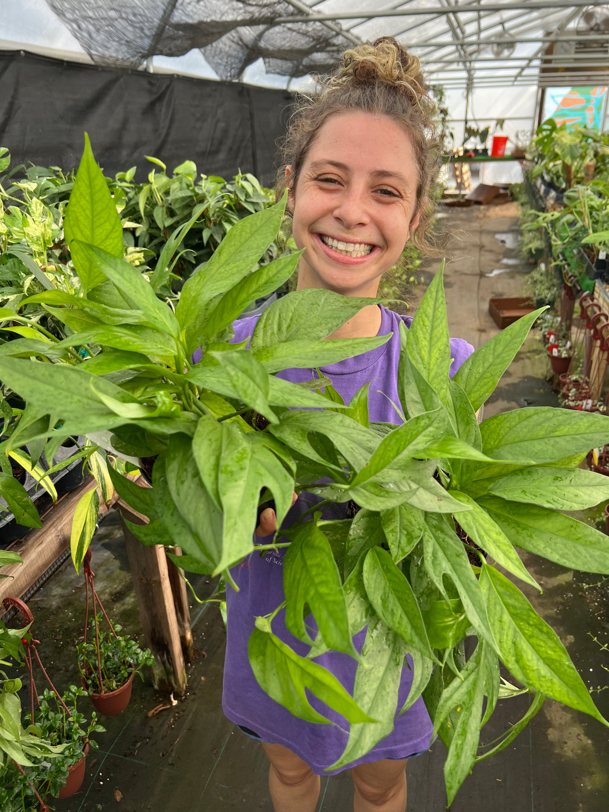 6” Pothos Baltic Blue