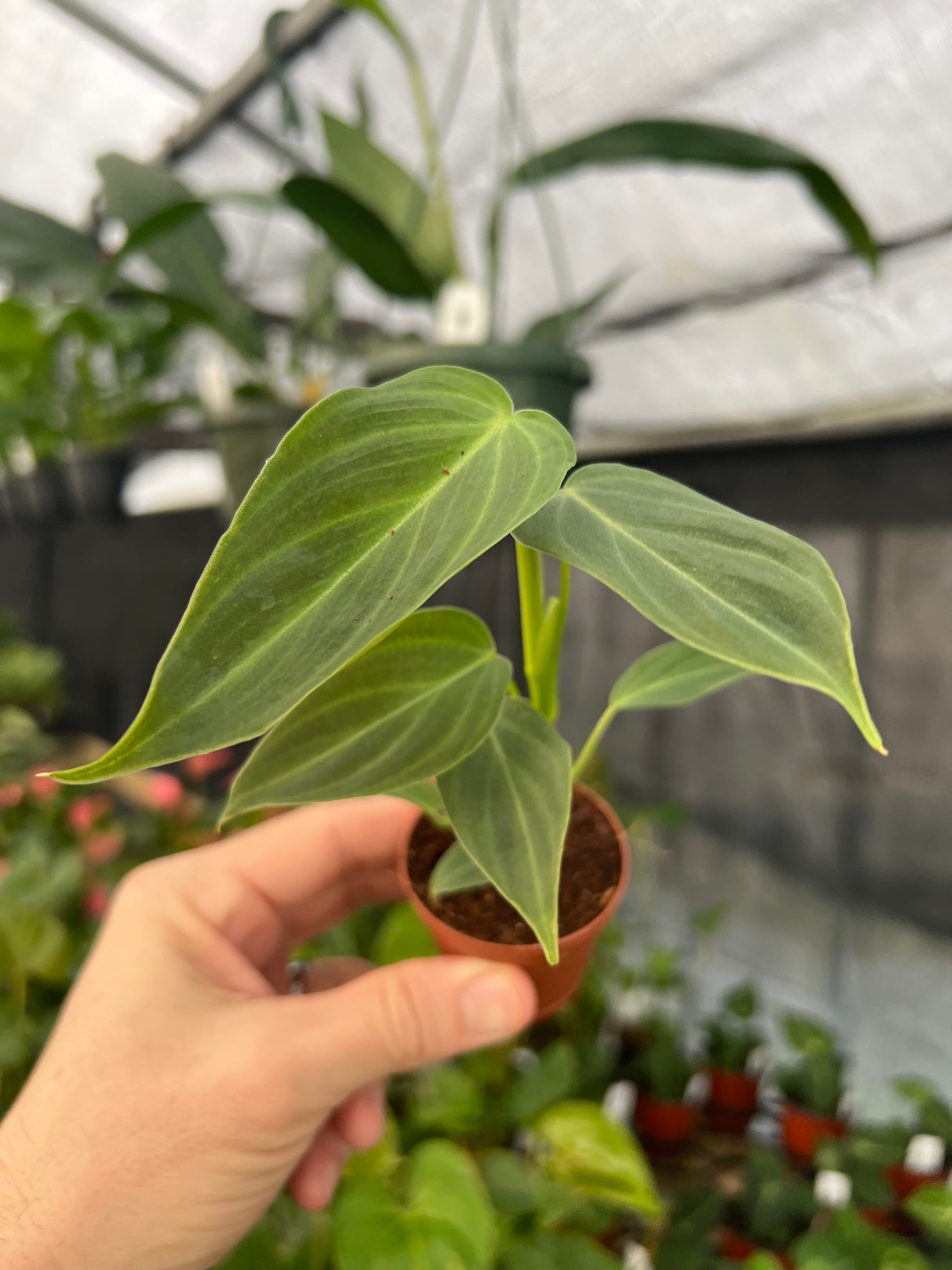 2" Philodendron Splendid