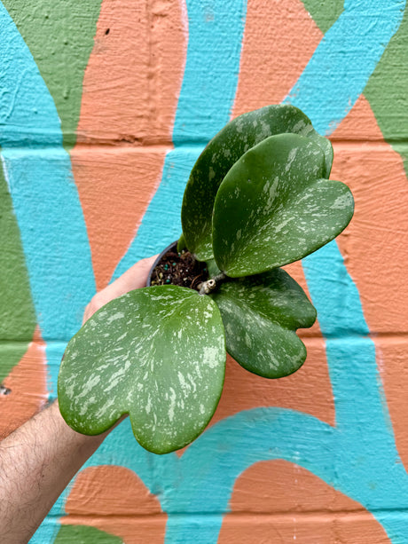 4” Hoya kerrii 'Splash' - Canopy Plant Co.