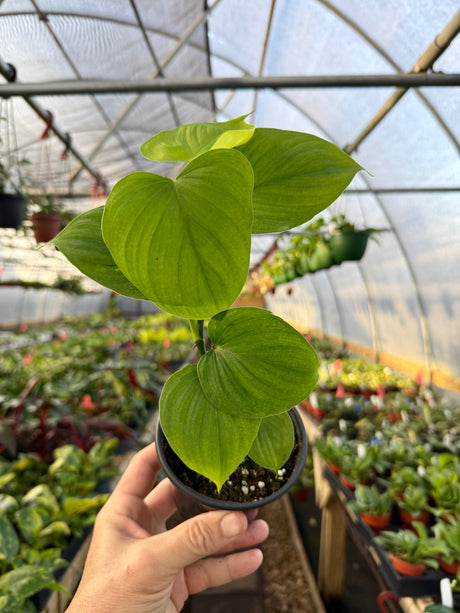 4" Philodendron fibraecataphyllum - Canopy Plant Co.