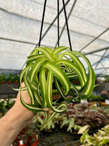 4" Spider Plant 'Bonnie' hanging basket