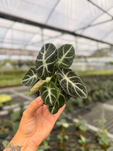 4" Alocasia ‘Ninja’