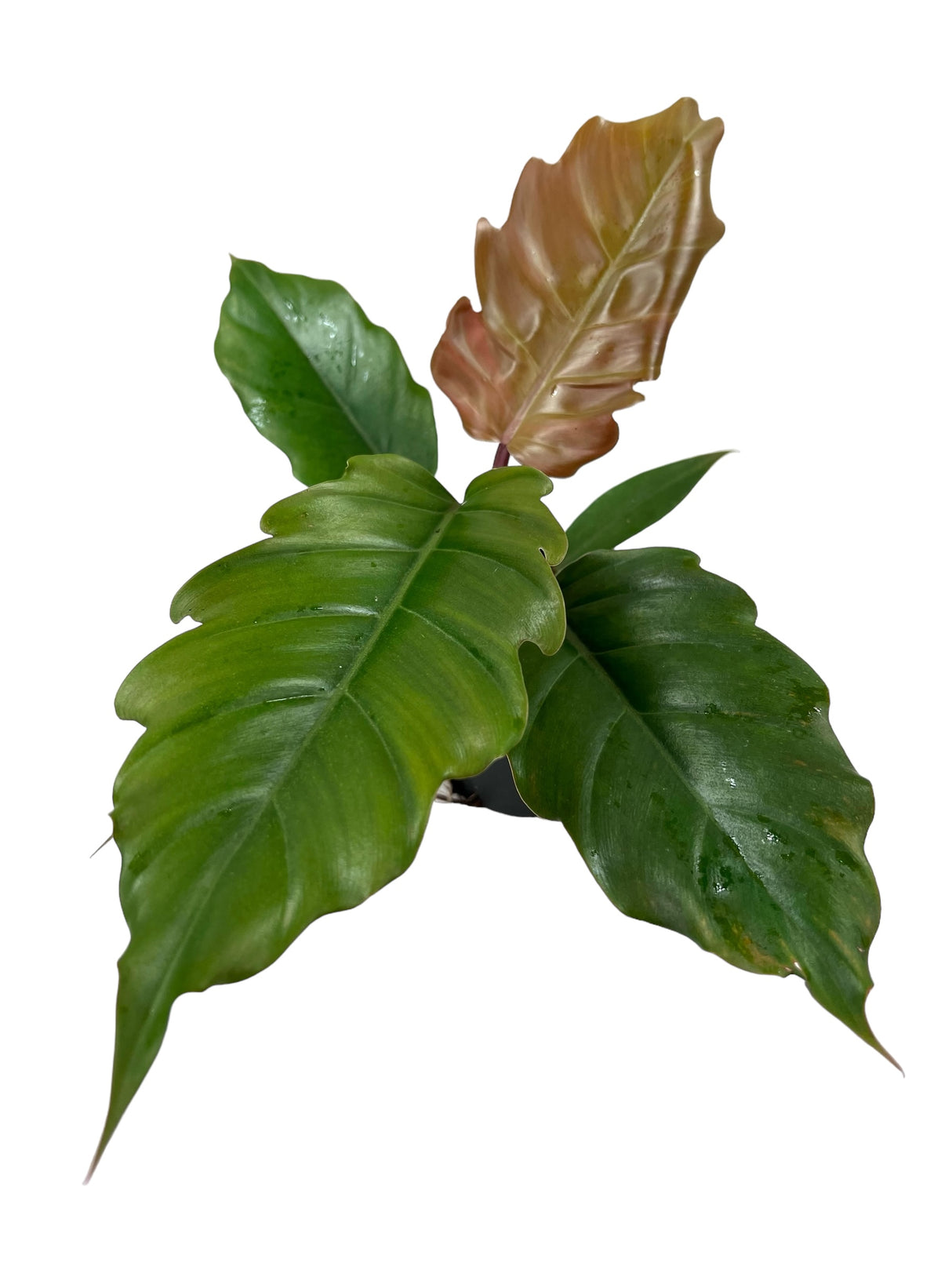 4" Philodendron Pluto ‘Choco Empress’