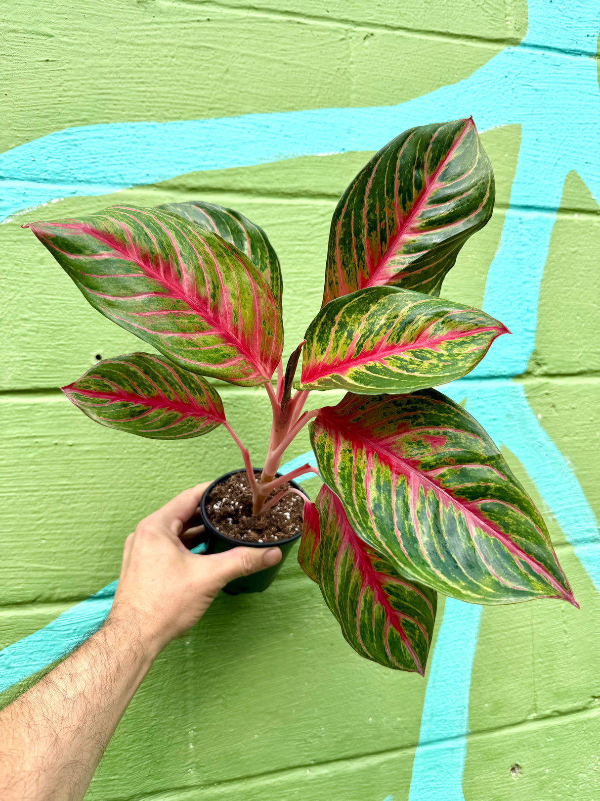 4” Aglaonema 'Black Dragon'