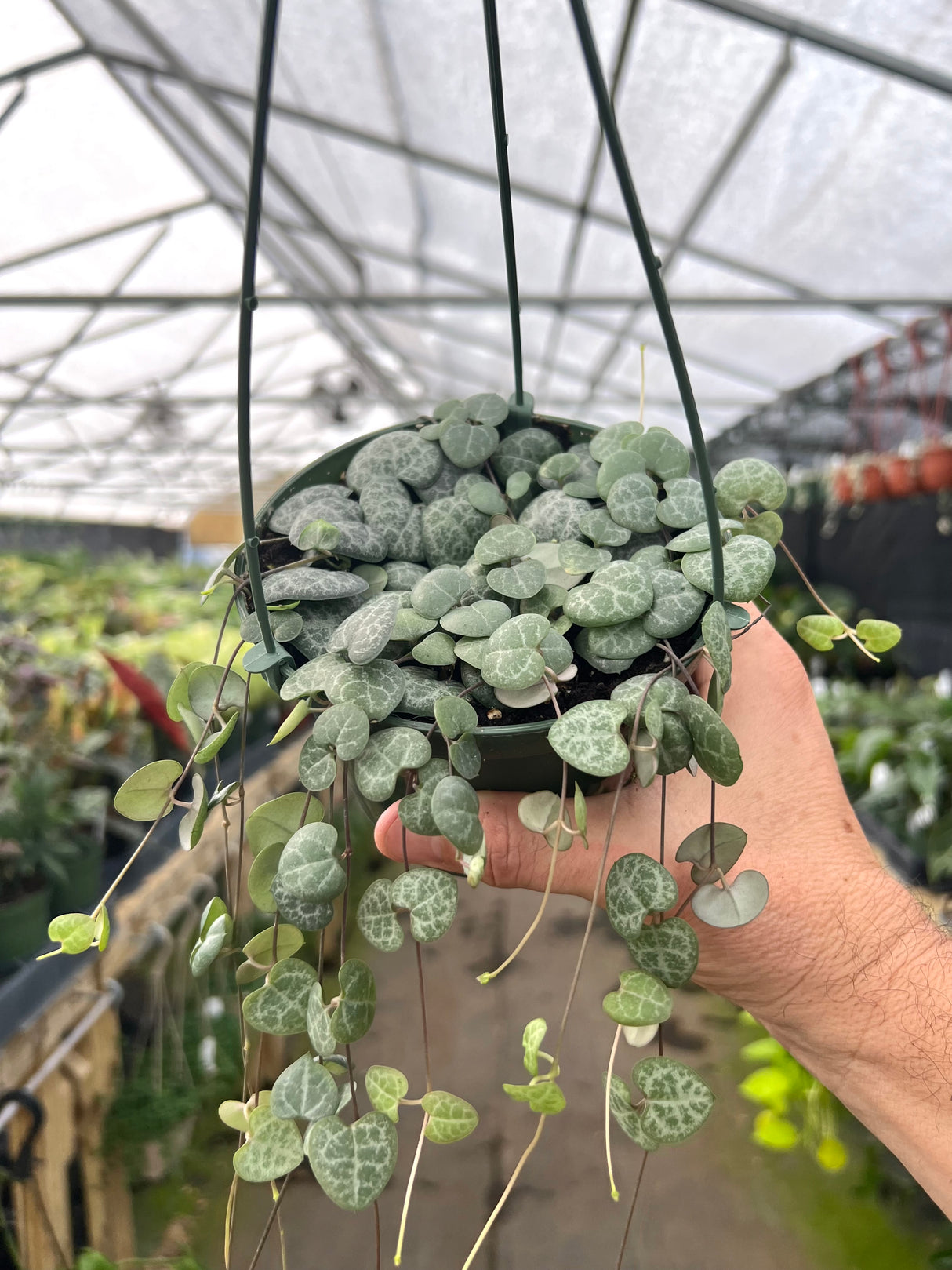 4” String of Hearts hanging basket