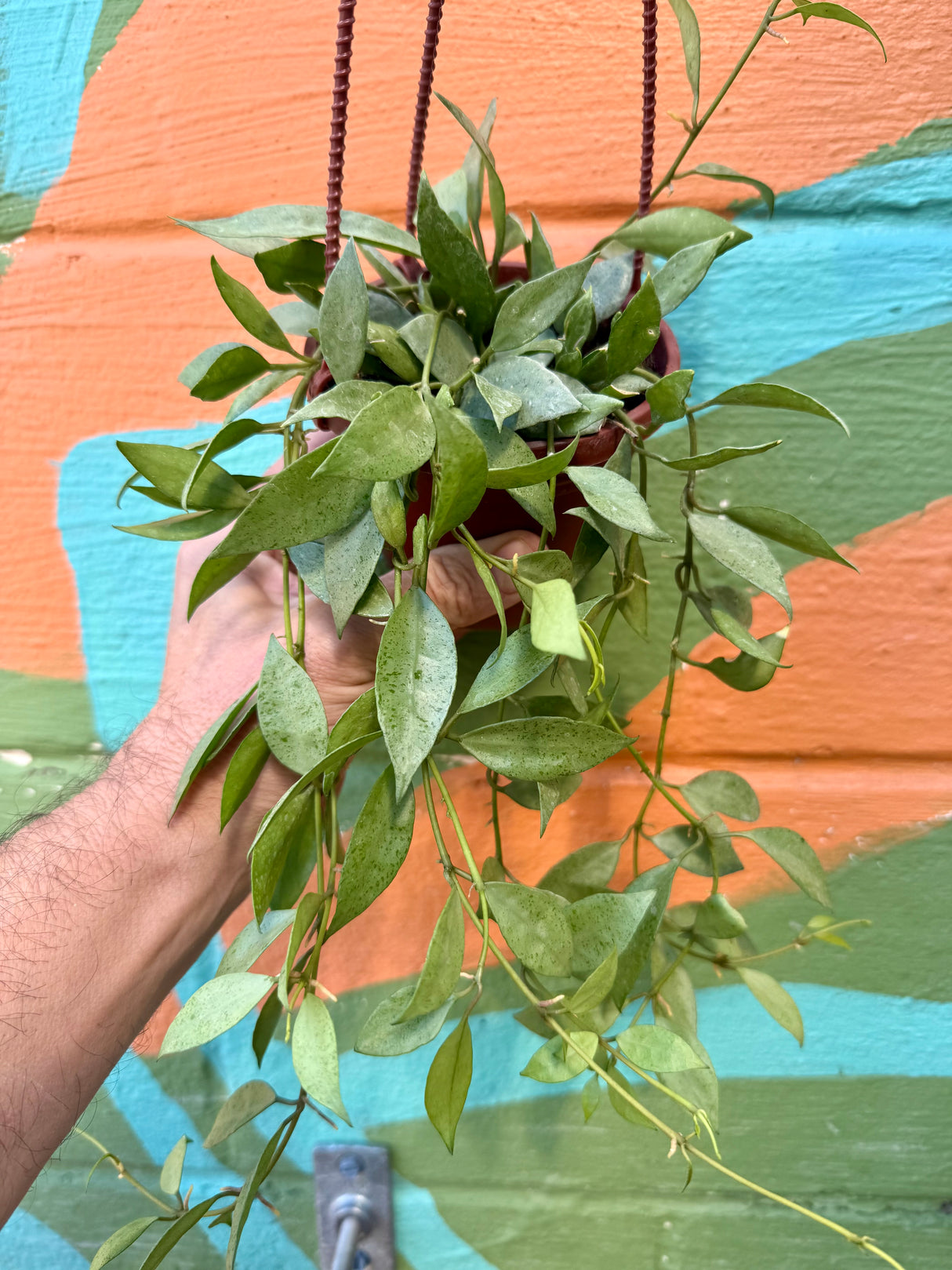 4" Hoya lacunosa 'Mint' hanging basket