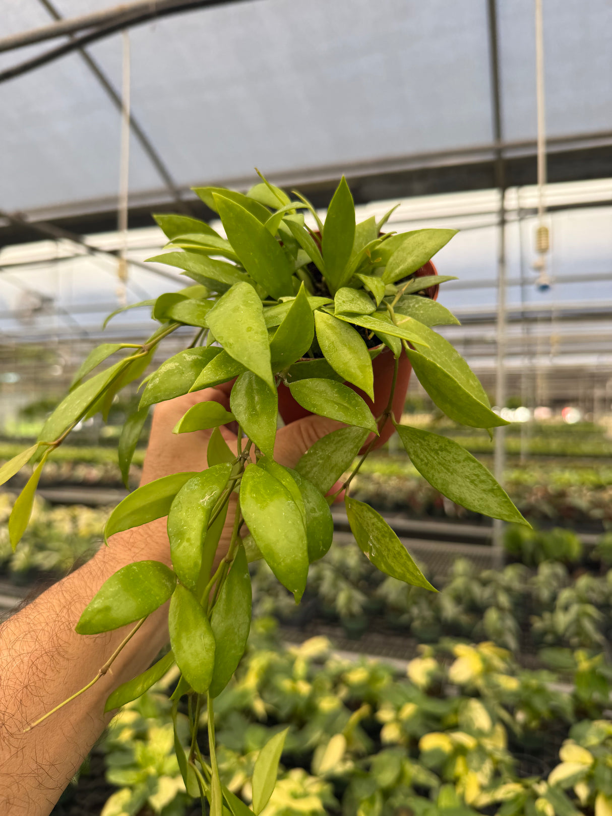 4" Hoya gracilis