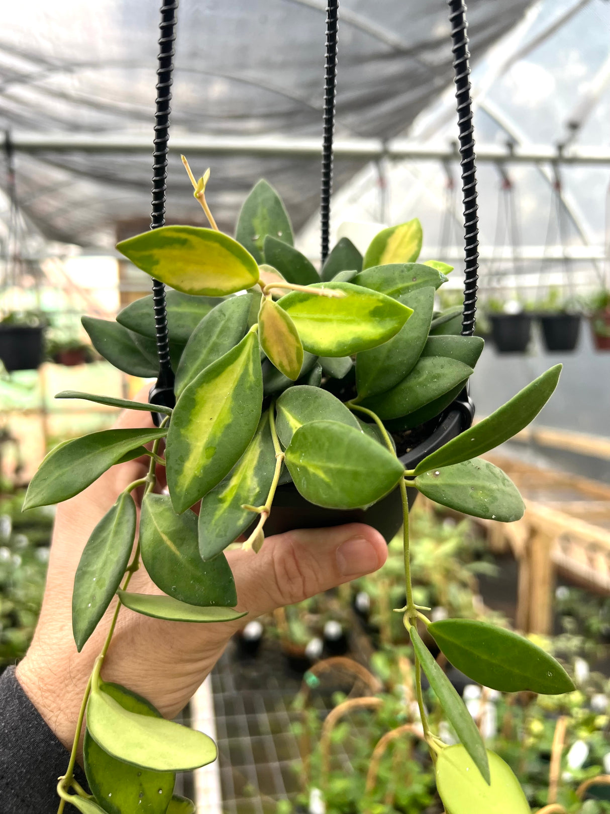 4" Hoya DS-70 variegated hanging basket