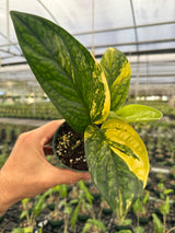 4" Monstera ‘Peru’ variegated (Monstera karstenianum)