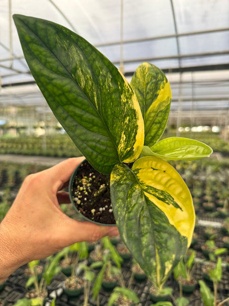 4" Monstera ‘Peru’ variegated (Monstera karstenianum)