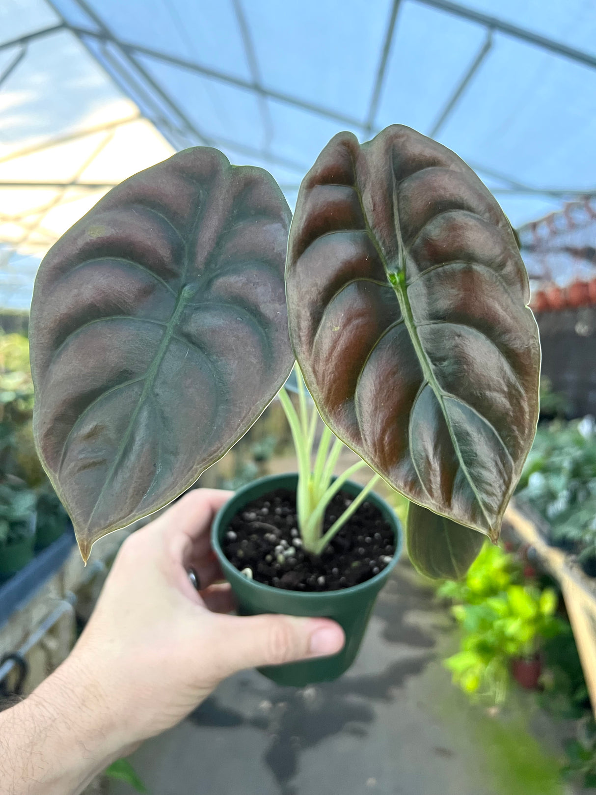 4" Alocasia cuprea 'Red Secret'