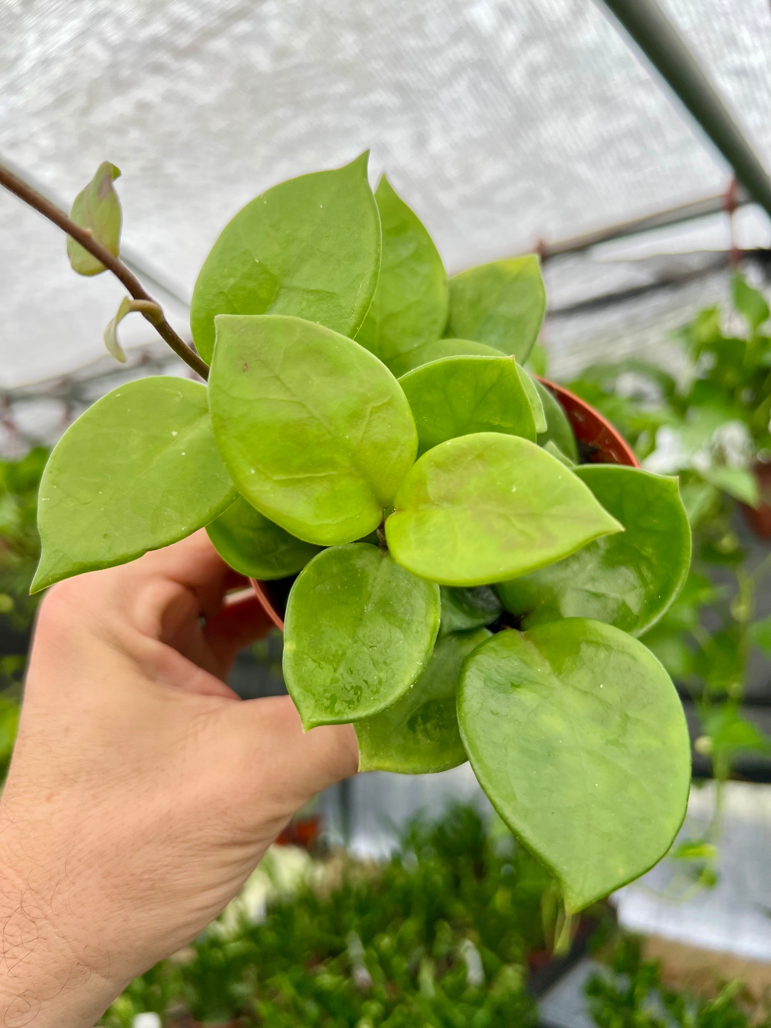 その他観葉植物 Hoya Carnosa 'Amore' Hoya carnosa 'Amore' - Gabriella Plants