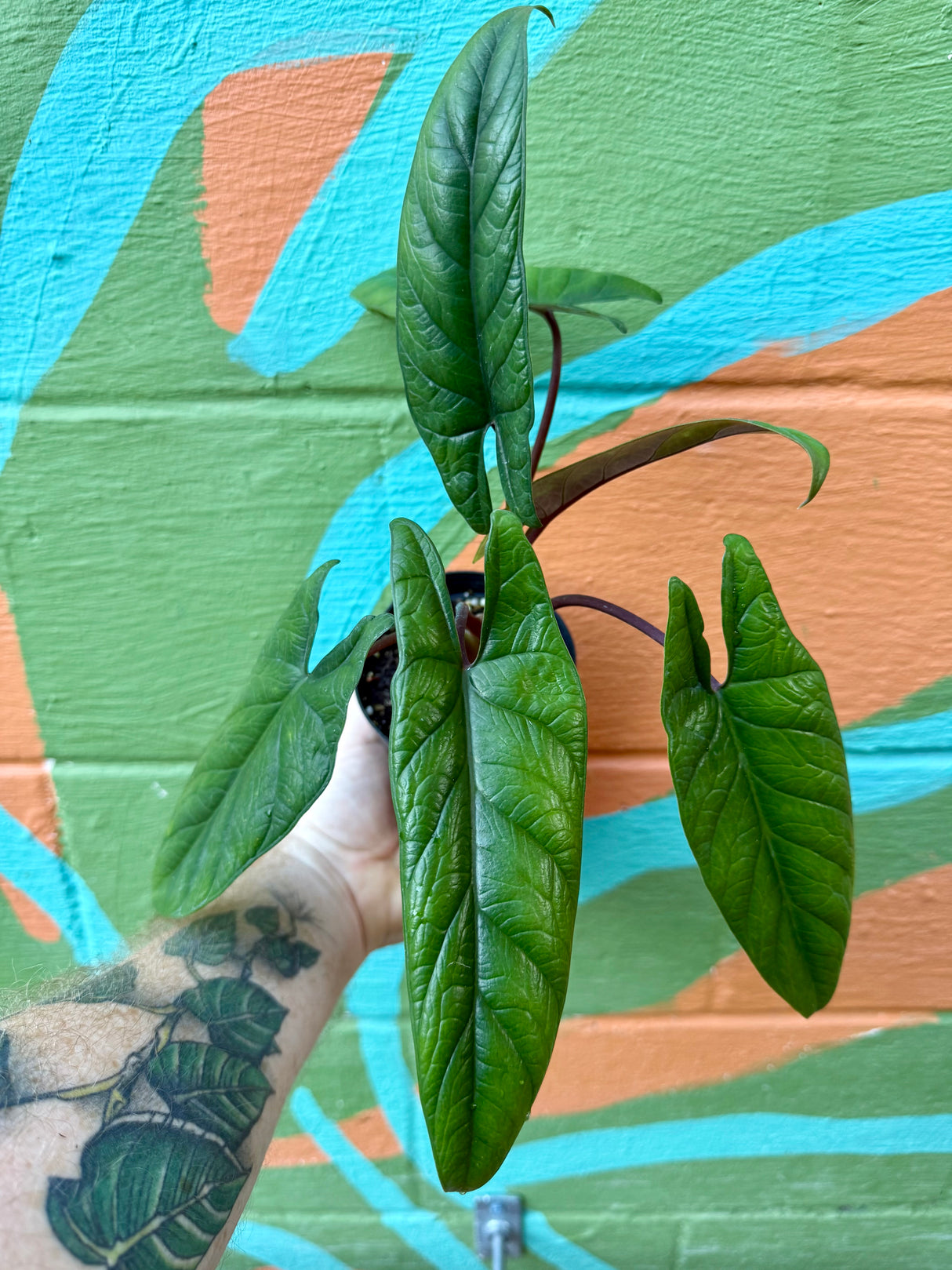 4" Alocasia scalprum - Canopy Plant Co.