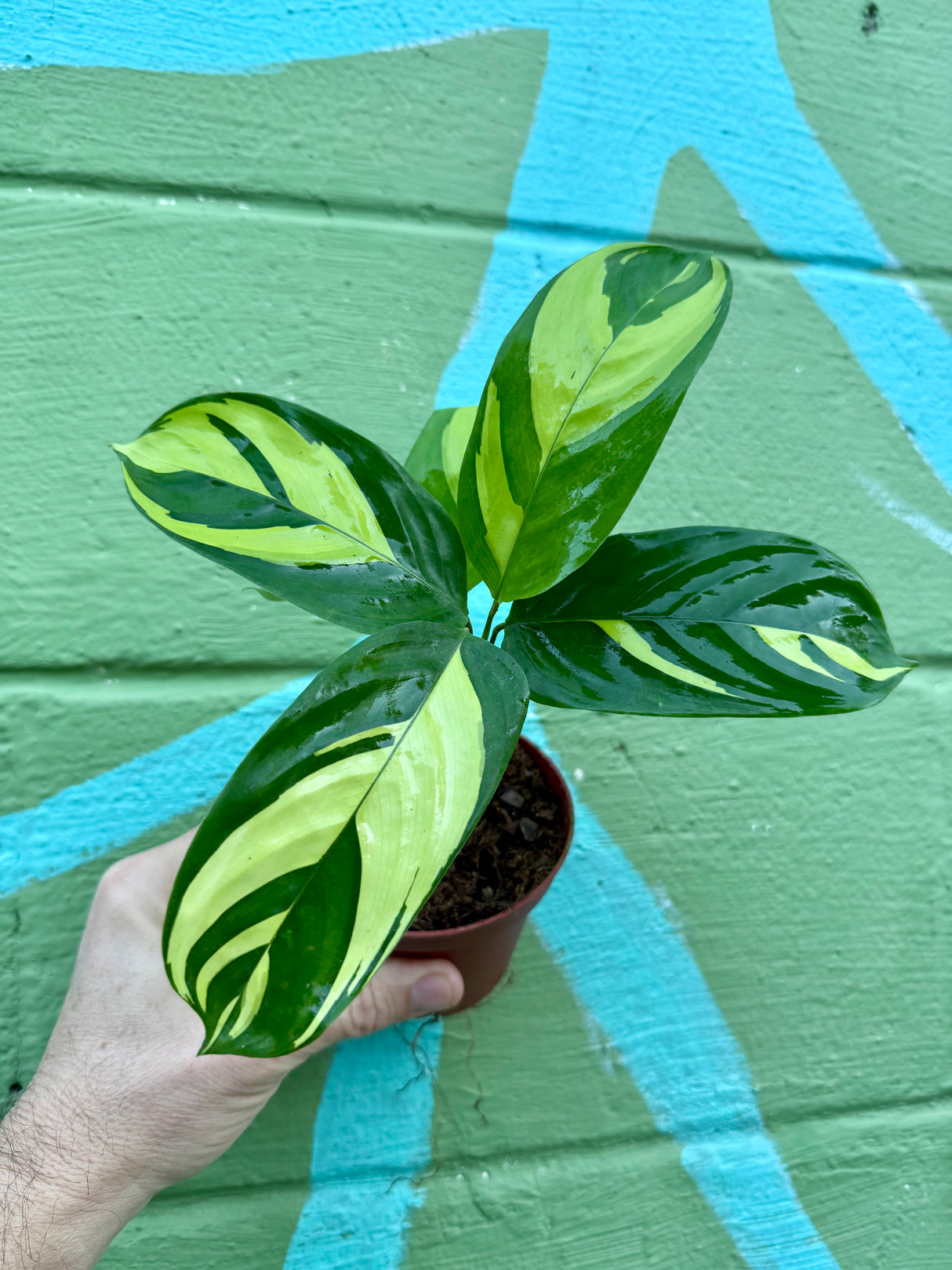 4" Calathea Pilosa - Canopy Plant Co.