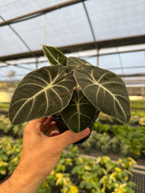 4" Alocasia ‘Black Velvet’