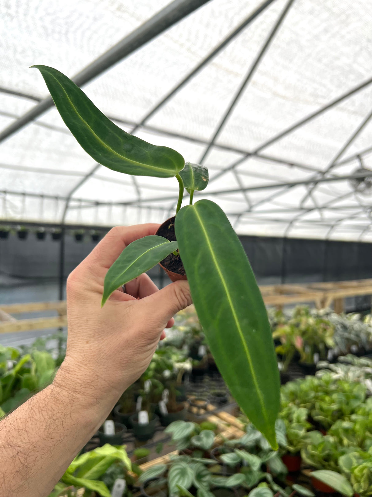 2” Anthurium warocqueanum