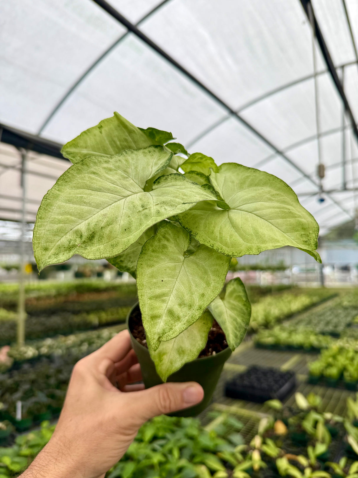 4" Syngonium 'White Butterfly'