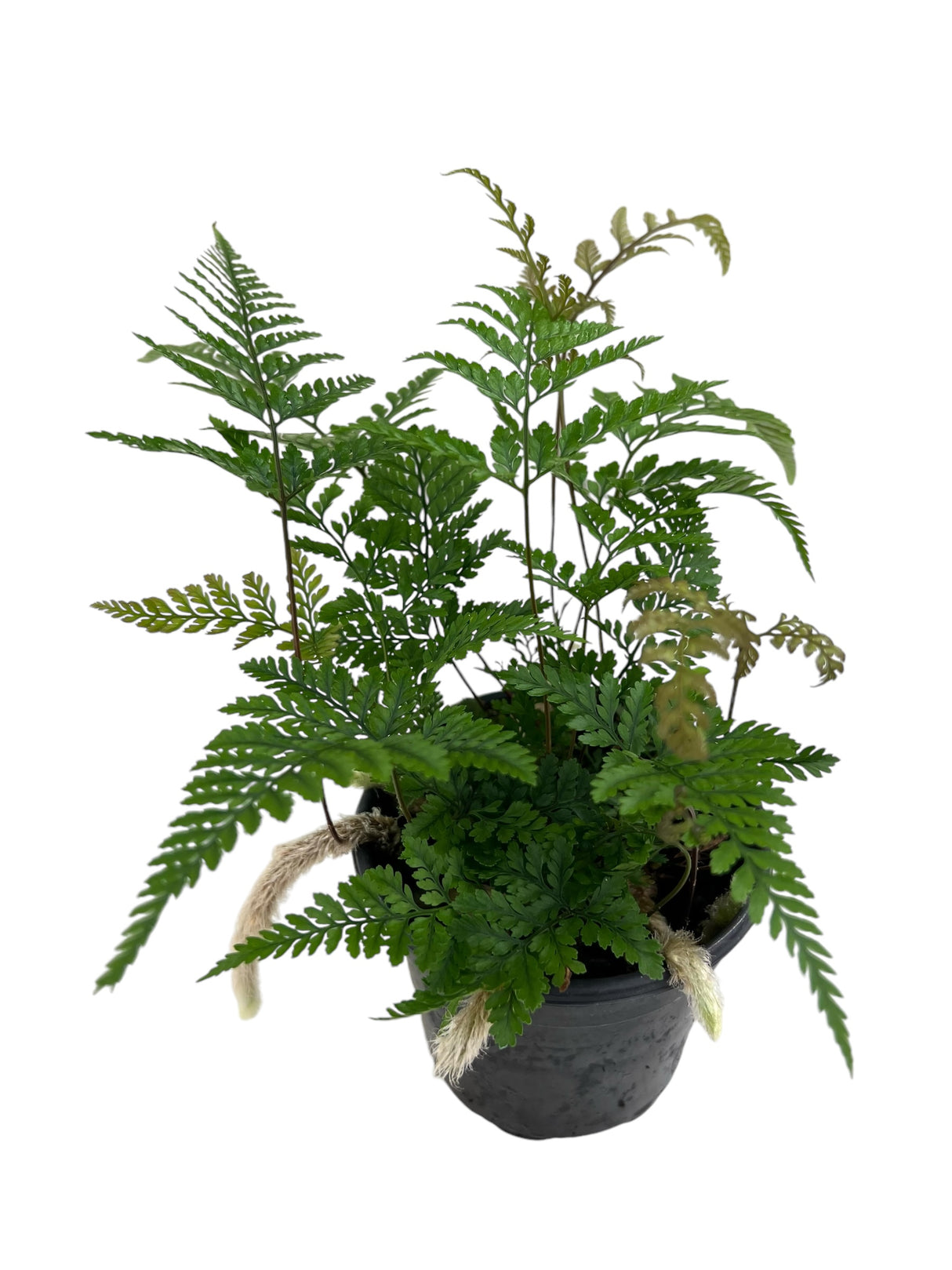 4" Rabbit's Foot Fern (Davallia fejeensis)